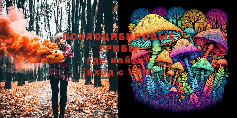 где продают   Видное  Псилоцибиновые грибы Psilocybine cubensis 